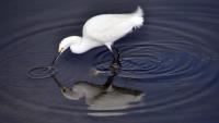 One Egret�